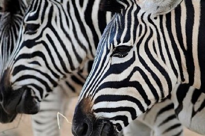 Zebras - Jigsaw Puzzles Online at JSPuzzles