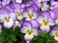 Violets