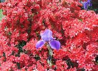 Azalea and Iris (sumbitted by Mike Pierce)