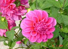 Pink Dahlia (sumbitted by Vasanthi Gaitonde)