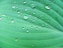 Dew
