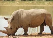 Rhinocerus