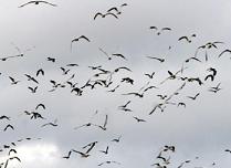Seagulls