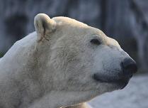 Polar bear