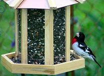 Bird feeder