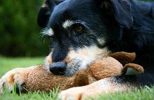a Dog