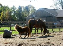 Horse Farm