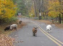 Farm Animals