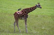 Giraffe