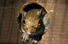 Squirrel