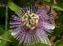 Exotic flower