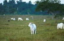 beef cattle