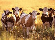 Cattle