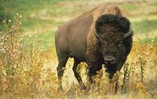Buffalo