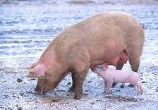 Sow with piglet