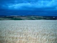Cornfield, Hausen, Germany
