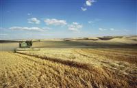 Barley harvest in Washingtons Palouse Hills