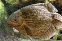 a Fish