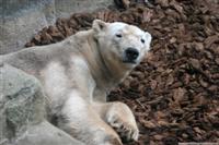 Polar Bear