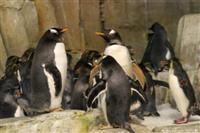 Penguins