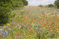 Wild flowers