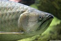 a Fish