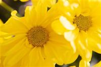 Petal
