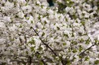 Spring blossom