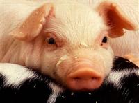 Baby piglet