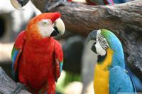 Parrot