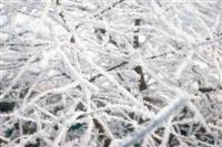 Frost