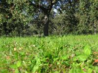 Apple trees