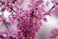 Spring blossom