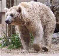 Yerevan Zoo, Ursus Arctus Syriacus in Armenia