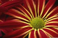 a Flower