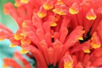 a Flower
