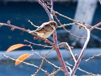 Bird on a brach