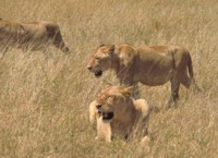 African Lions
