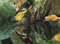 American Redstart