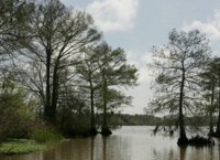Bald cypress and open water