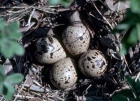 Bairds Sandpiper Nest with Eggs