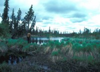 Beaver Dam and Pond