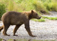Brown Bear Cub