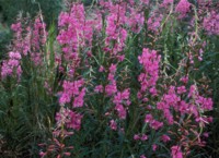 Fireweed
