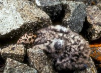 Glaucous-winged Gull Chick