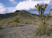 Joshua tree in the desert