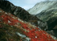 Kenai Landscape