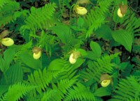 vegetation