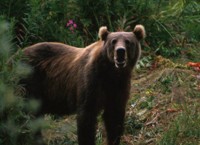 Kodiak Brown Bear