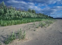 Koyukuk River Shoreline